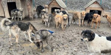 Gerede Belediyesi Hayvan Barınağı 02-03-2022