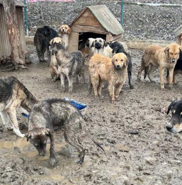 Gerede Belediyesi Hayvan Barınağı 02-03-2022