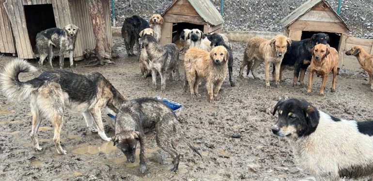 Barınakta Neler Oluyor?!